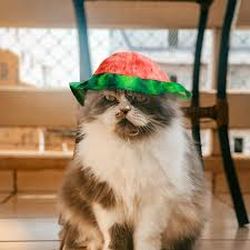 Image result for limecat