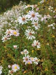 Image result for Aster lanceolatus