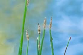 Attēlu rezultāti vaicājumam “Eleocharis palustris flower”