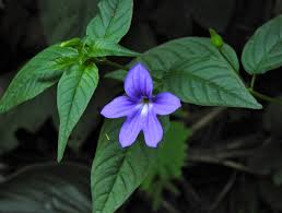 Image result for Browallia speciosa