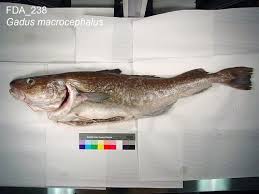 Image result for Gadus macrocephalus
