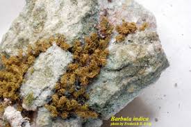 Attēlu rezultāti vaicājumam “Barbula”