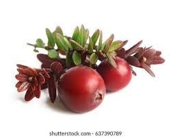 Attēlu rezultāti vaicājumam “Oxycoccus fruit”