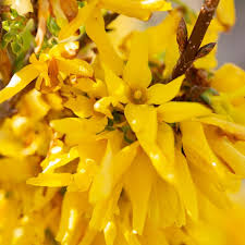 Attēlu rezultāti vaicājumam “Forsythia suspensa flower”