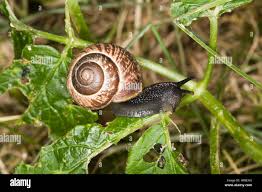 Attēlu rezultāti vaicājumam “Arianta arbustorum”