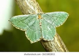 Attēlu rezultāti vaicājumam “Hemithea aestivaria”