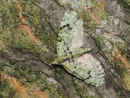 Attēlu rezultāti vaicājumam “Chloroclystis v-ata”