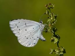 Attēlu rezultāti vaicājumam “Celastrina argiolus”