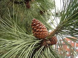 Attēlu rezultāti vaicājumam “Pinus ponderosa”