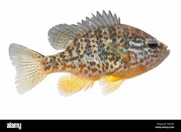 Image result for Lepomis gibbosus