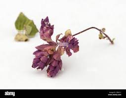 Attēlu rezultāti vaicājumam “Origanum vulgare bud”