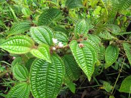 Attēlu rezultāti vaicājumam “Cribraria costata macro”