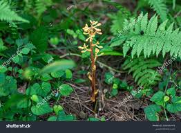 Attēlu rezultāti vaicājumam “Heterotrichia oerstedii (syn. Arcyria oerstedii) stalked”