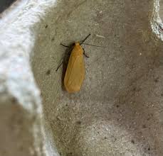 Attēlu rezultāti vaicājumam “Eilema sororcula”