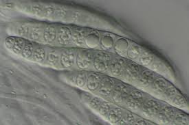 Attēlu rezultāti vaicājumam “Graphis scripta”