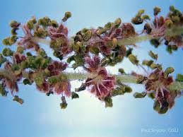 Attēlu rezultāti vaicājumam “Quercus robur female flower”