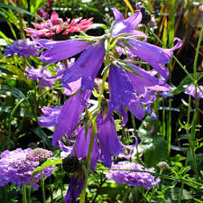 Attēlu rezultāti vaicājumam “Campanula latifolia flower”