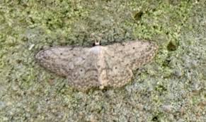 Attēlu rezultāti vaicājumam “Idaea seriata”