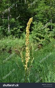 Image result for Verbascum nigrum