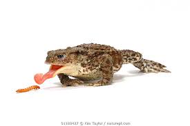 Attēlu rezultāti vaicājumam “Bufo bufo”