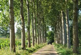 Attēlu rezultāti vaicājumam “Populus x gileadensis”