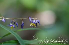 Attēlu rezultāti vaicājumam “Dianemataceae”
