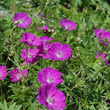 Attēlu rezultāti vaicājumam “Geranium sanguineum”