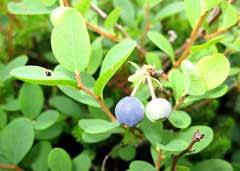 Attēlu rezultāti vaicājumam “Vaccinium uliginosum bud”