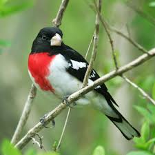 Image result for Pheucticus ludovicianus