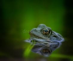 Attēlu rezultāti vaicājumam “Rana temporaria adult”