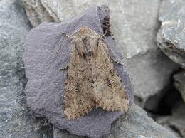 Attēlu rezultāti vaicājumam “Apamea sordens”