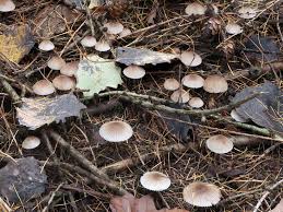 Attēlu rezultāti vaicājumam “Mycena zephirus”