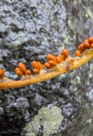 Attēlu rezultāti vaicājumam “Leocarpus fragilis young”
