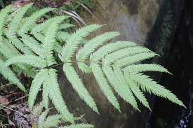 Attēlu rezultāti vaicājumam “Pteropsida”