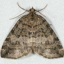 Attēlu rezultāti vaicājumam “Hydriomena furcata”