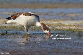 Attēlu rezultāti vaicājumam “Tadorna tadorna juvenile”