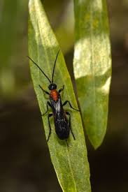 Attēlu rezultāti vaicājumam “Badhamiopsis praetermissa macro”