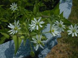 Attēlu rezultāti vaicājumam “Myosoton aquaticum”