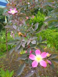 Attēlu rezultāti vaicājumam “Rosa glauca flower”