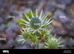 Image result for Blaudistel