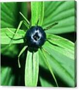 Attēlu rezultāti vaicājumam “Paris quadrifolia fruit”