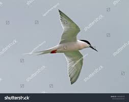 Image result for Sterna dougallii