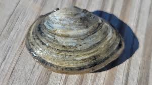 Attēlu rezultāti vaicājumam “Macoma baltica”