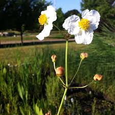 Attēlu rezultāti vaicājumam “Alisma plantago-aquatica flower”