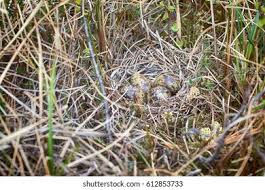 Attēlu rezultāti vaicājumam “Gallinago gallinago eggs”