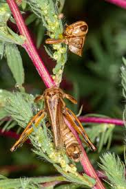 Attēlu rezultāti vaicājumam “Entomophaga grylli”