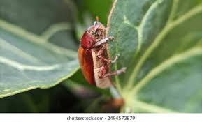 Attēlu rezultāti vaicājumam “Serica brunnea”