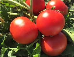 Afbeeldingsresultaat voor butter and bull heart tomato