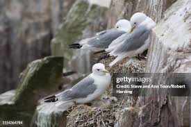 Attēlu rezultāti vaicājumam “Rissa tridactyla nest”