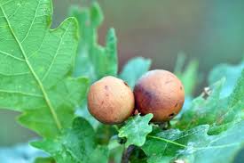 Attēlu rezultāti vaicājumam “Quercus robur fruit”